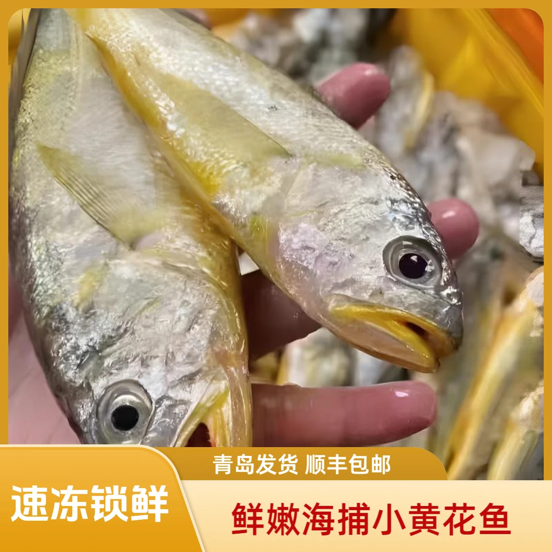 新鲜野生黄花鱼（每斤12到14条）速冻锁鲜煎炸红烧青岛顺丰发货