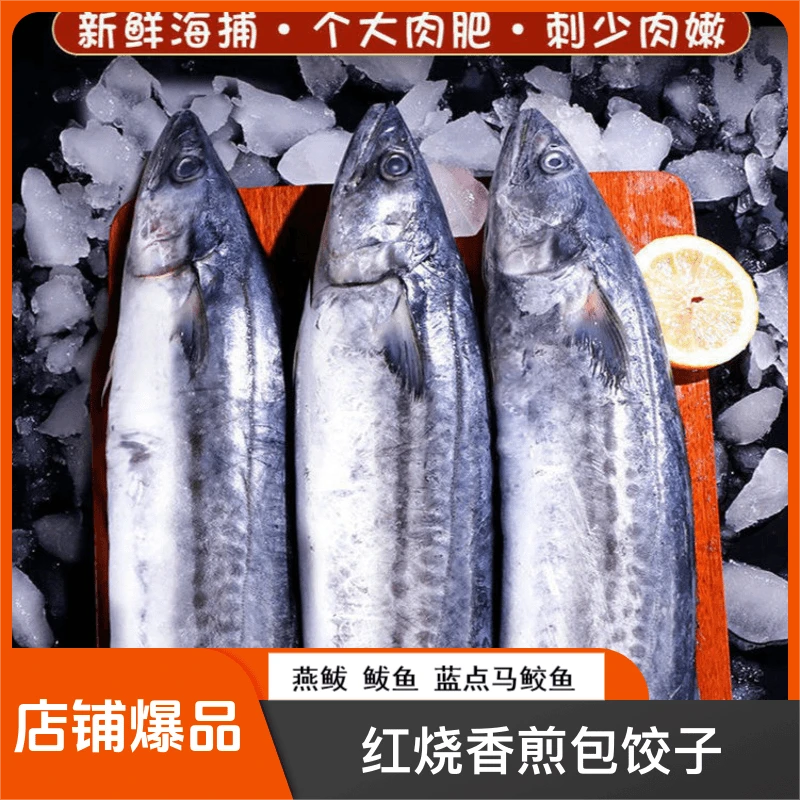 正宗青岛鲅鱼燕鲅鱼4斤海捕码头直发红烧/香煎新鲜速冻顺丰包邮