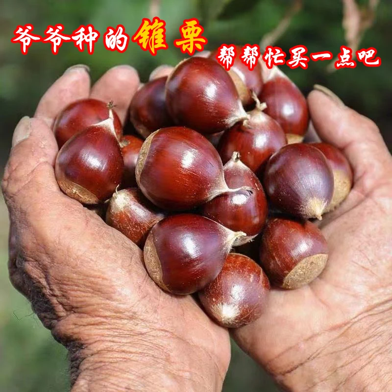 正宗建瓯高山锥栗板栗2025新鲜栗子产地直销新鲜板栗生板栗特产