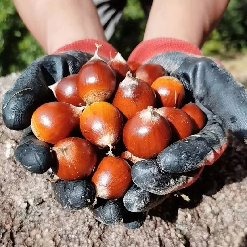 正宗建瓯锥栗2025新鲜高山栗子油栗福建大果圆板栗毛栗批发1-10斤