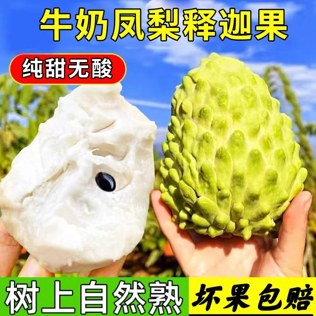 云南纯甜新鲜释迦果佛头果孕妇水果需催熟现摘现发 DD