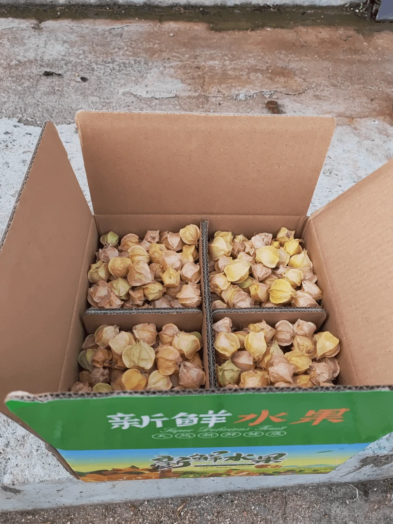 一宁家小菇娘果4斤果包邮