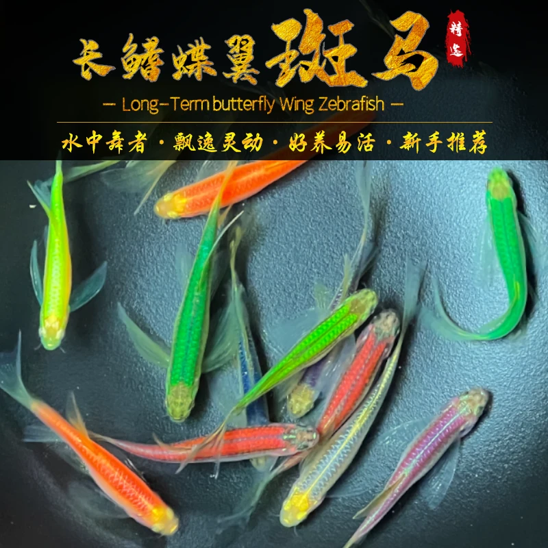 蝶翼斑马鱼活体龙凤长尾翡翠荧光无需氧气耐活小型淡水热带观赏鱼