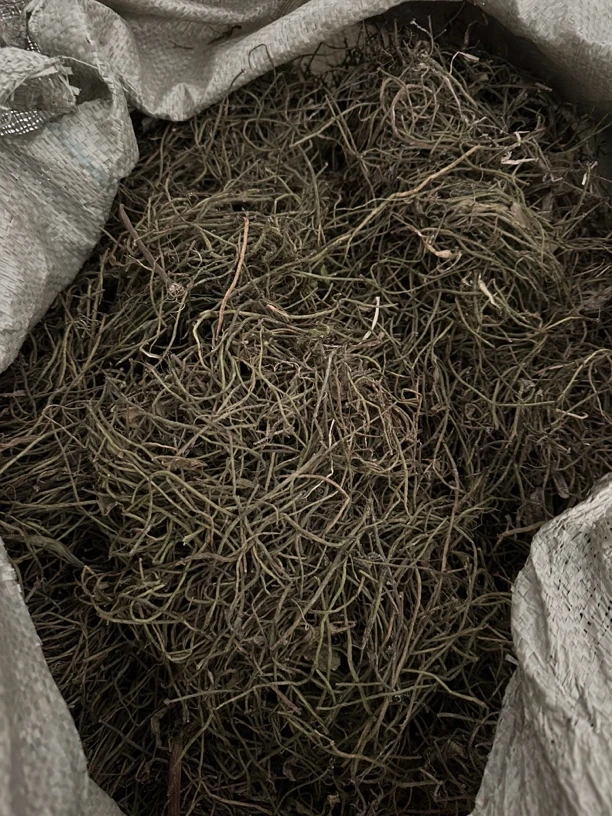 精品苦草种子又名（扁担草、面条草）专门养螃蟹、龙虾、青虾的水草！