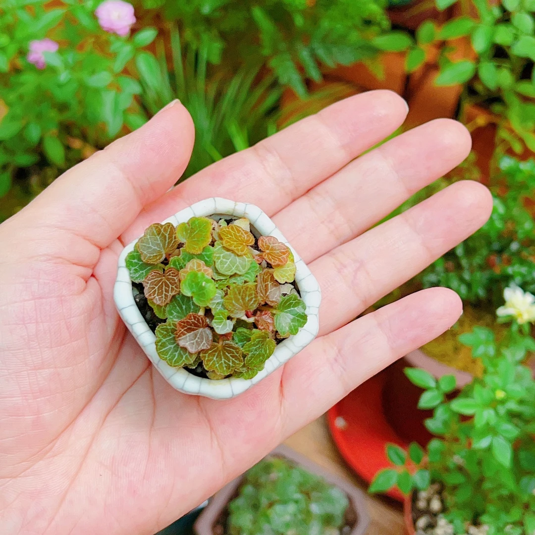 【正宗姬虎耳】创意迷你小植物微景观绿植观叶山野草耐阴好养