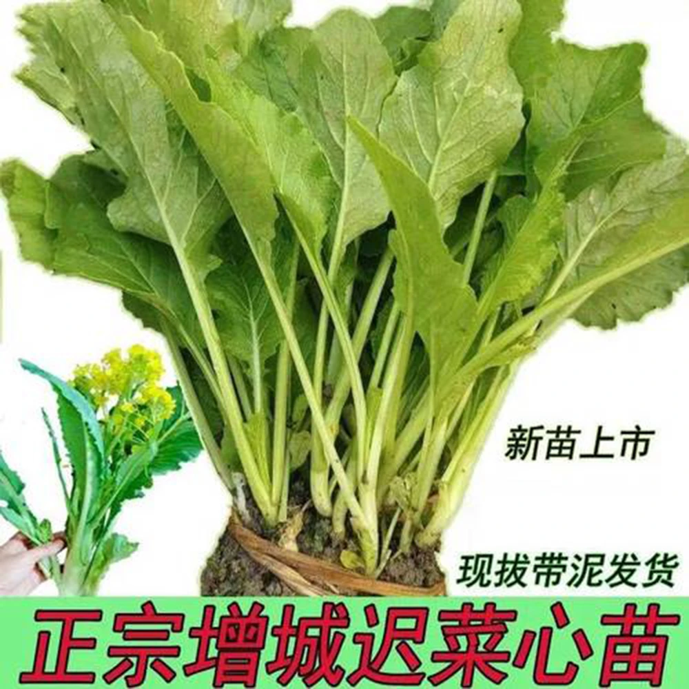 菜苗菜秧 正宗增城高脚迟菜心120天品种菜苗