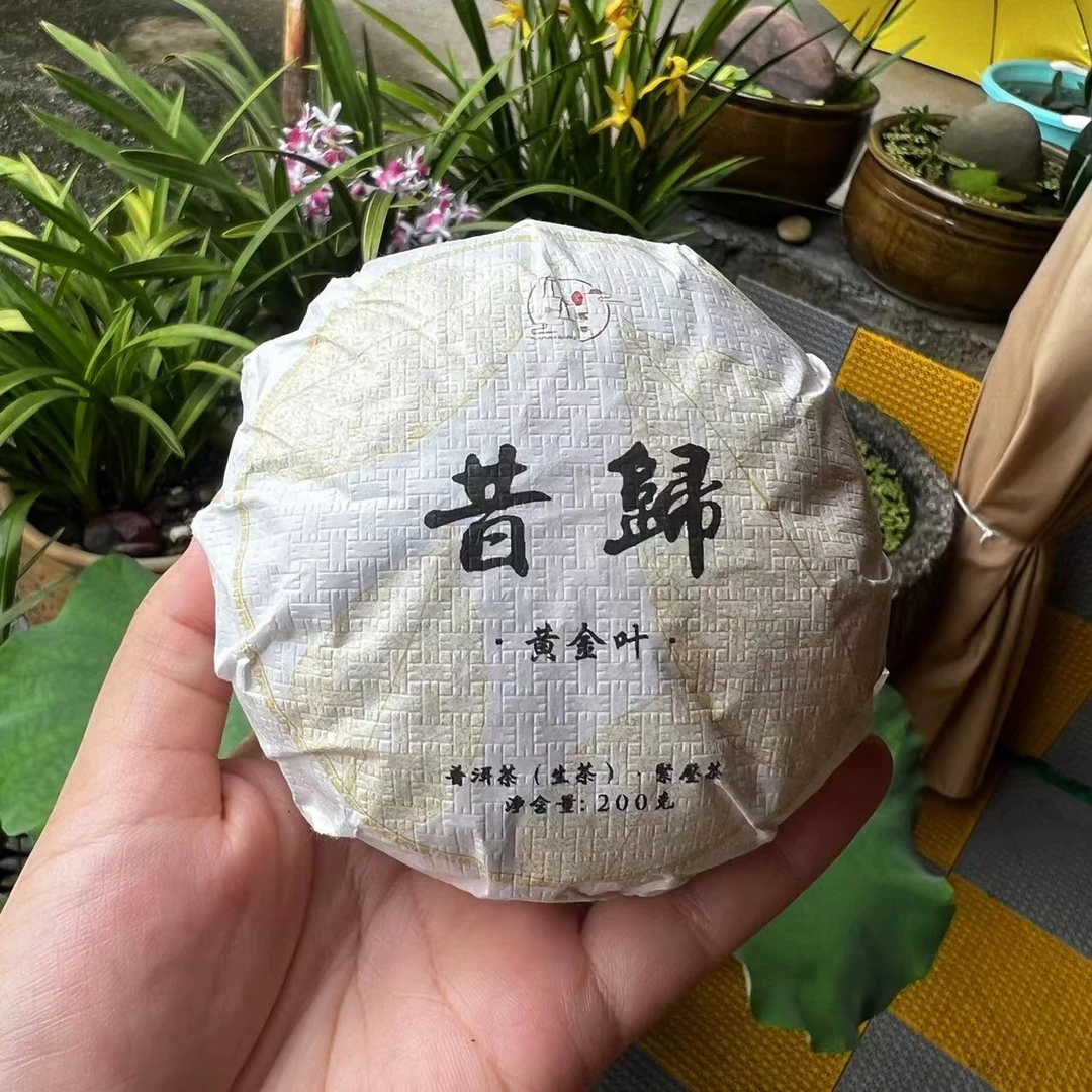 【24年昔归忙麓山】 精选古树昔归黄金团200g黄金坨