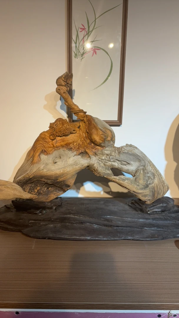 太行崖柏，人物达摩