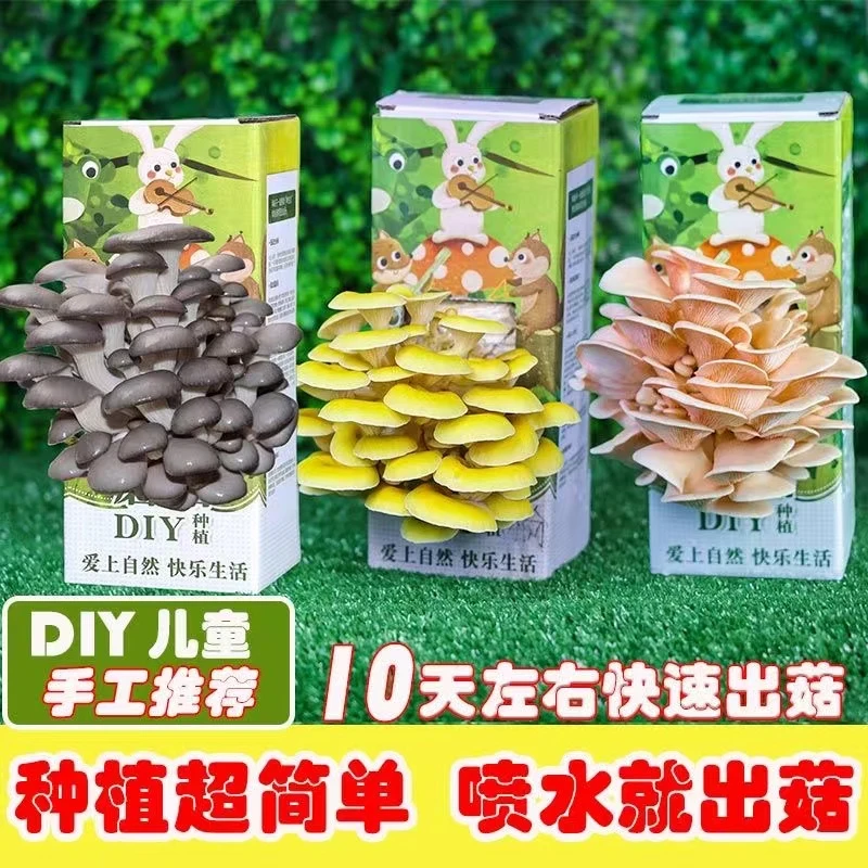 【好吃好玩】蘑菇盒子 蘑菇菌包喷水就长幼儿园儿童diy蘑菇种植盒子