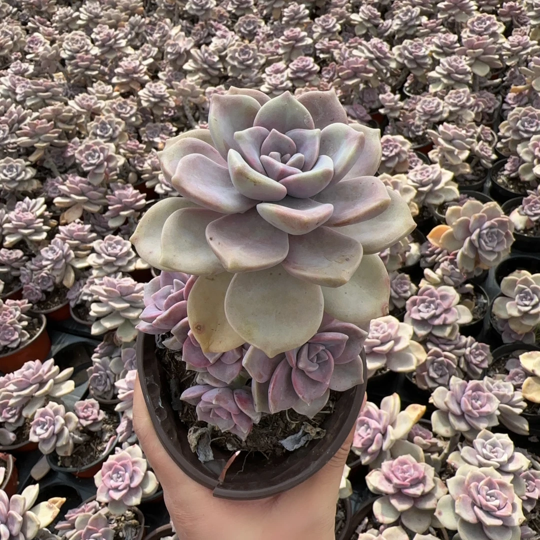 12#老桩紫乐单头带崽精品多肉4颗（脱土打泡沫粒发货介意勿拍）