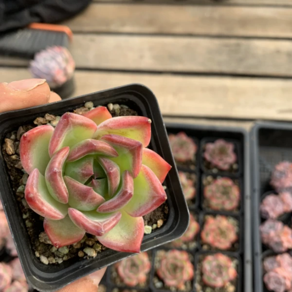7#单头斯冰特精品多肉1颗