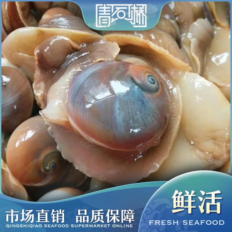 鲜活猫眼螺 约500g/份