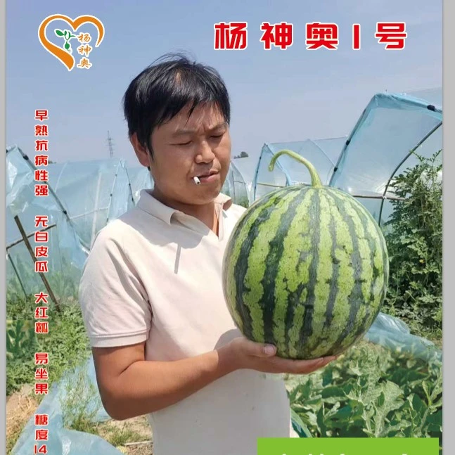 杨神奥1号美都种子200粒