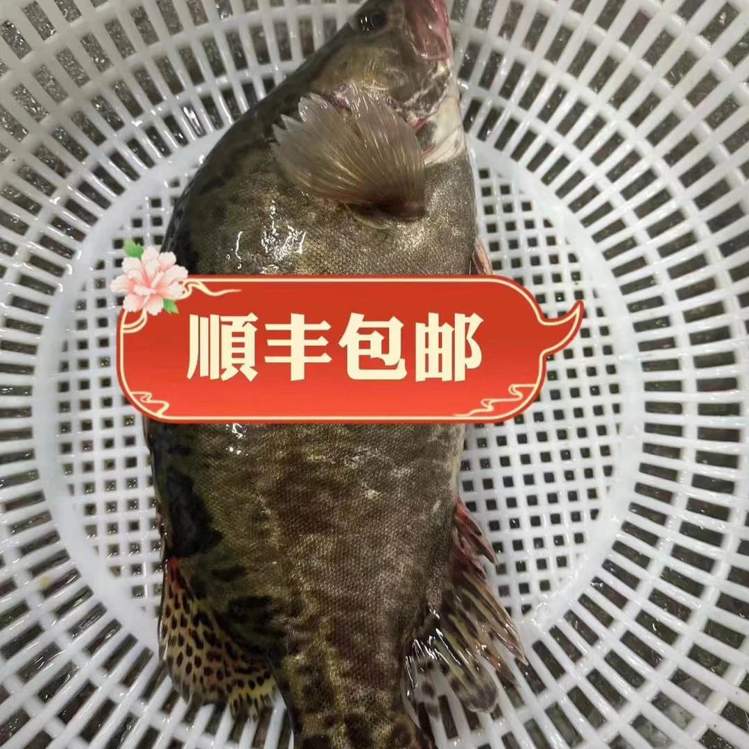 东北冰下冷水鳌花鱼现场称重