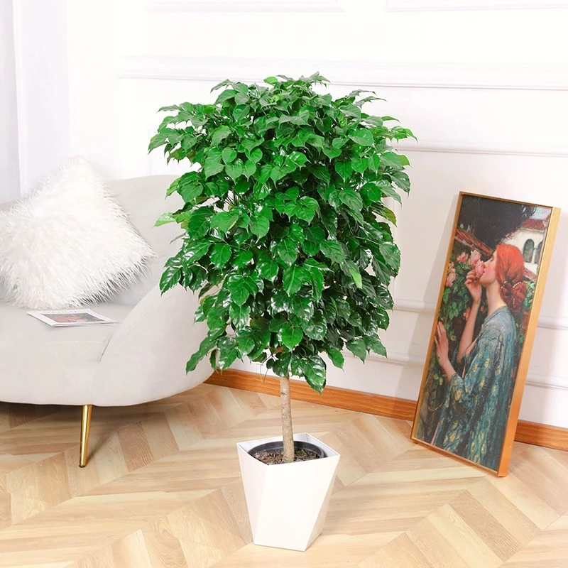 幸福树盆栽绿宝办公室内客厅新家吸甲醛净化空气四季常青好养易活