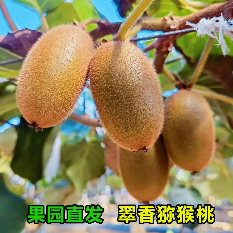 新鲜猕猴桃周至翠香猕猴桃香甜可口新鲜直达果园发货5斤10斤装
