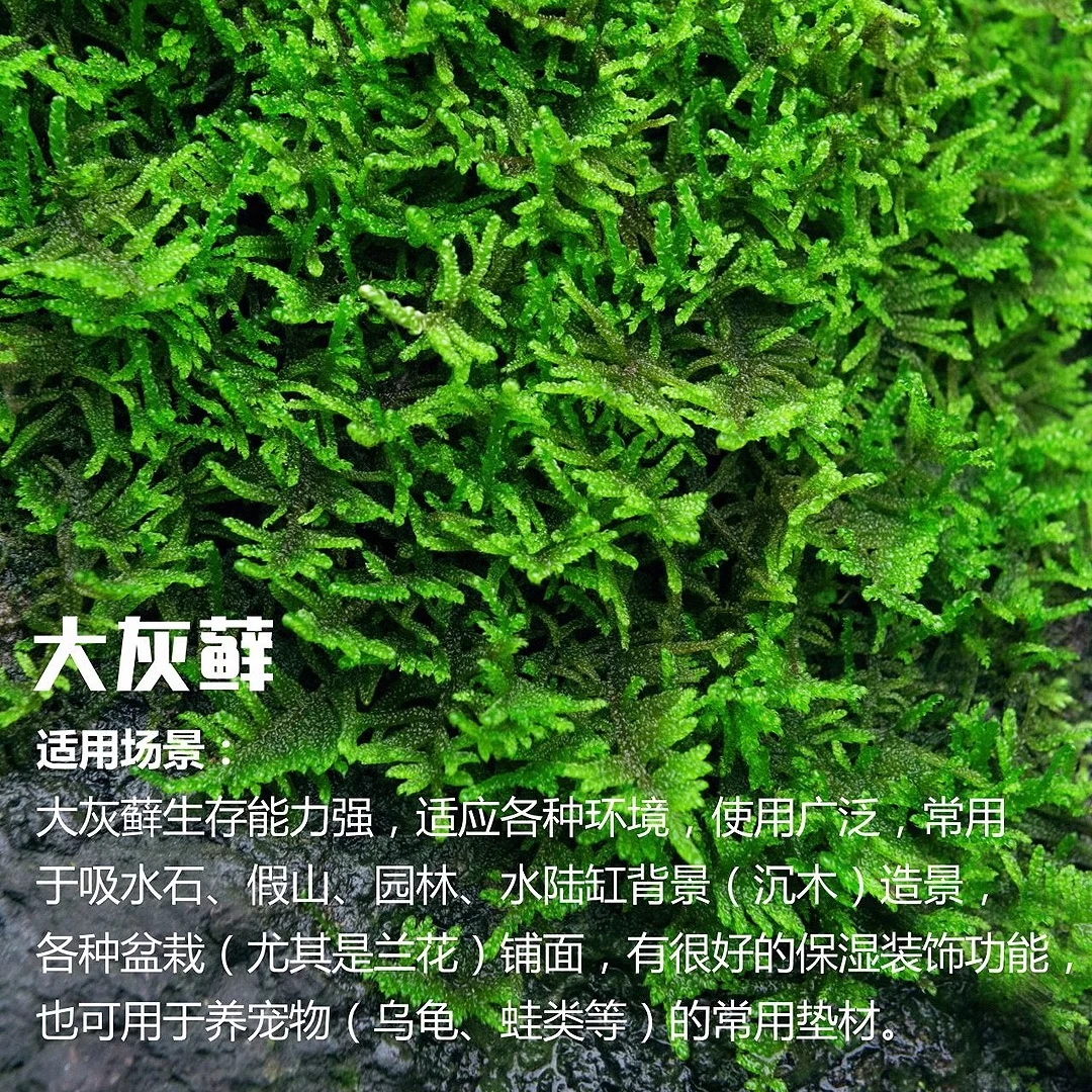 苔藓造景铺面苔藓植物墙青苔盆景工程墙苔藓微景观保湿背景吸水石