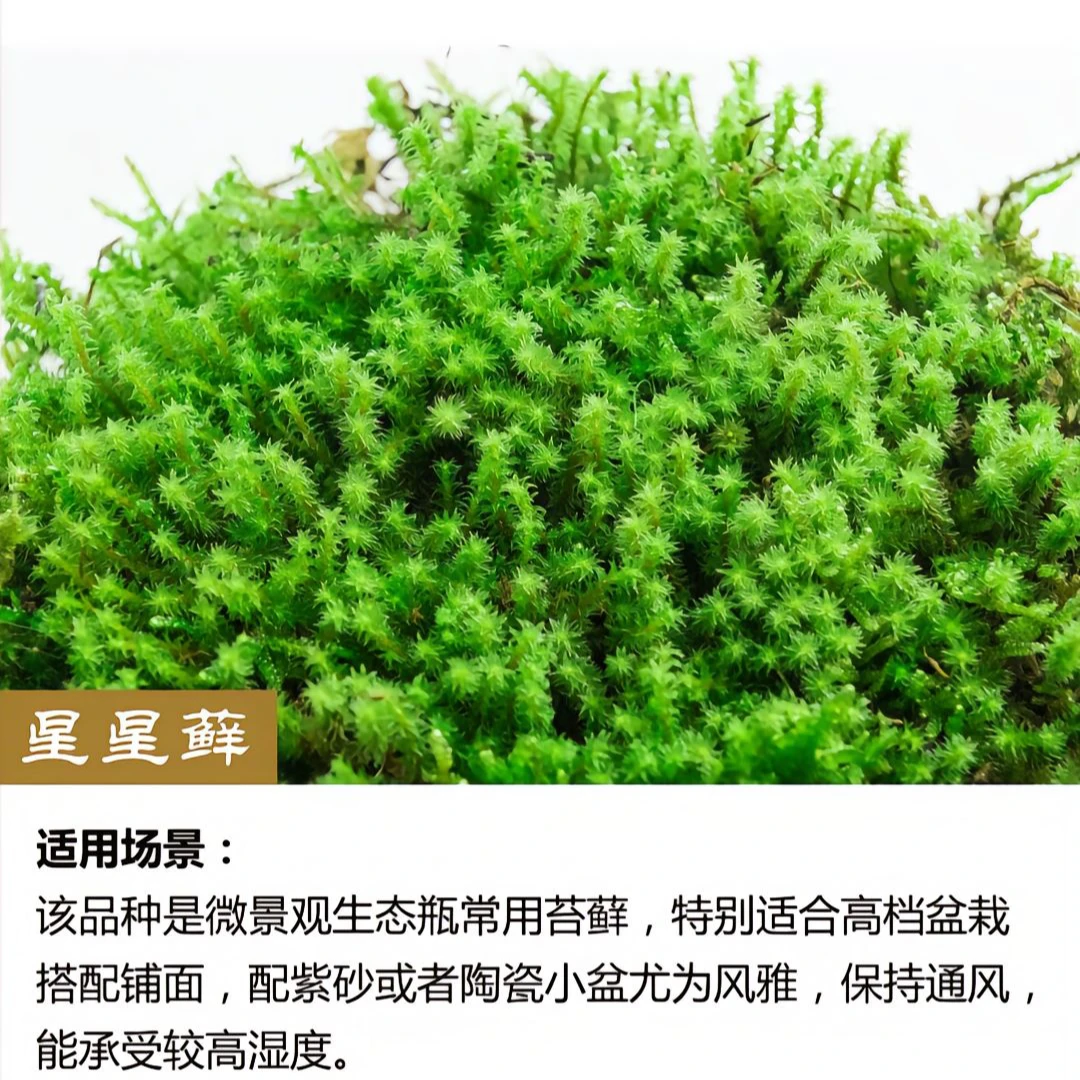 鲜活星星苔藓花盆适合盆栽盆景铺面天然发货造景高档青苔批发景观