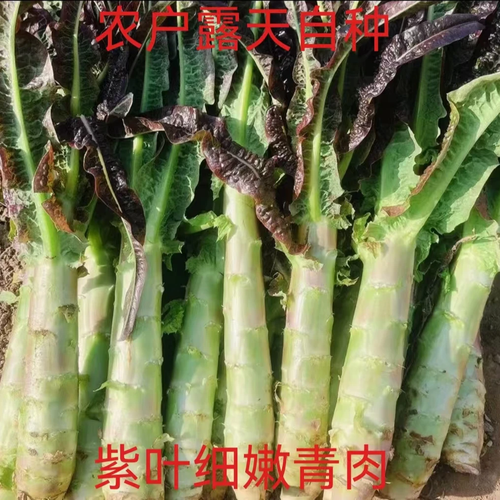 (现砍现发）香莴笋春莴笋长寿之乡莴笋露天农户自种紫叶青皮香莴笋