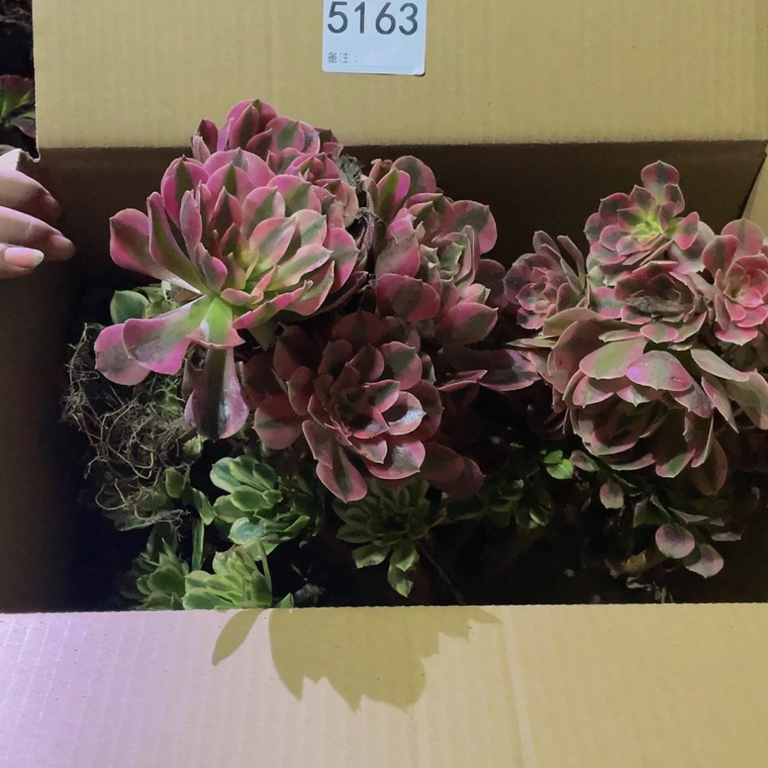 【闪购商品】洪***班5163.