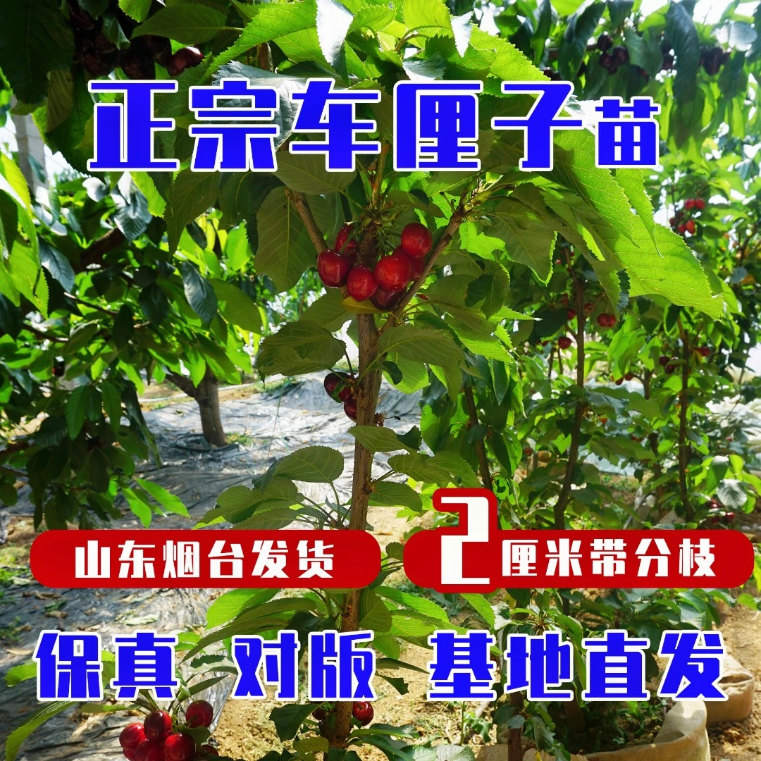2厘米粗车厘子树苗优质烟台大樱桃苗南方北方盆栽地栽种植