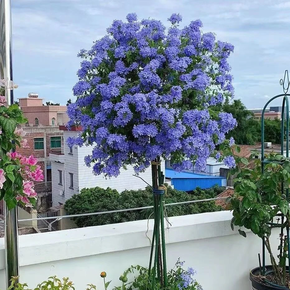 【蓝雪花棒棒糖】大苗花苗老桩带花室外阳台四季开花耐寒爬藤植物