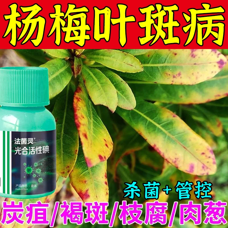 杨梅叶褐斑病专用杀菌剂杨梅软腐凋萎肉葱黄叶病叶枯枝白腐病肥料