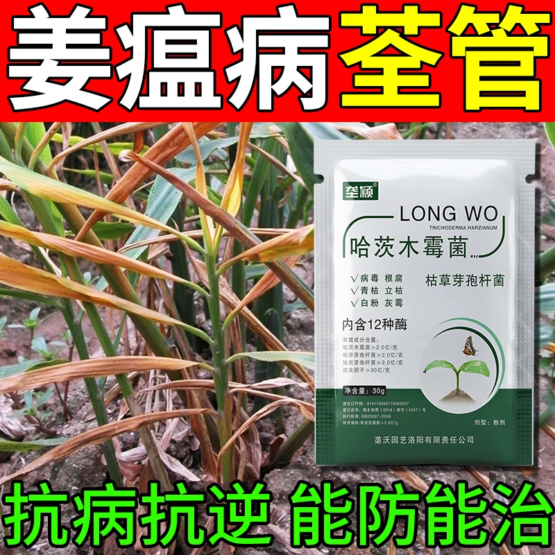 姜瘟病害专用青枯病腐败病叶枯病腐烂病炭疽病生姜病害专用叶面肥