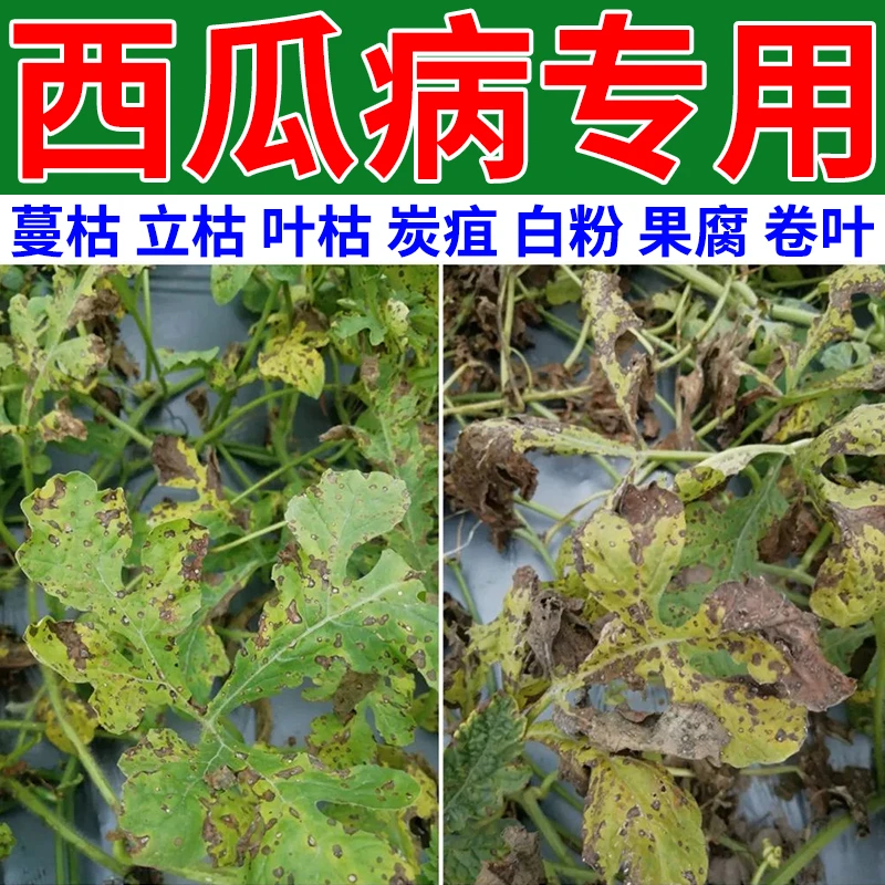 西瓜炭疽枯萎蔓枯病毒病白粉病西瓜专用杀菌剂病害专用叶面肥料