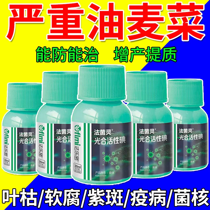 油麦菜专用药油麦菜叶面肥霜霉病软腐病炭疽病黑腐病油麦菜全治