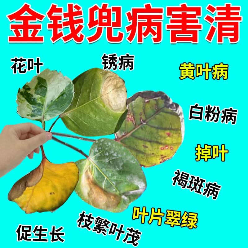 金钱兜专用肥福禄桐营养液急救黄叶枯叶绿叶促长壮根茁苗专用肥料