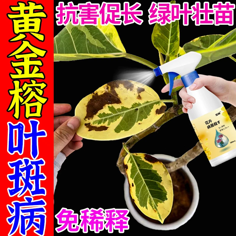 【免稀释】黄金榕肥料防黄叶掉叶黑斑病叶片焦边绿植盆栽专用营养液