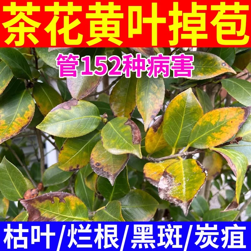 茶花肥料急救山茶花枯叶病炭疽病黑斑病黄叶焦尖掉花苞专用杀菌剂