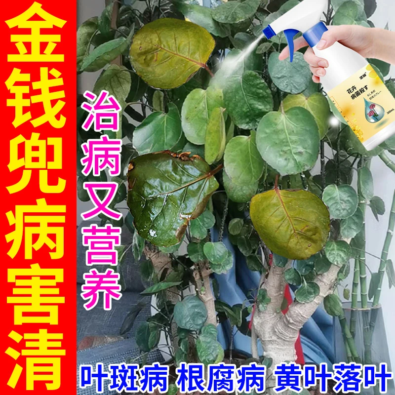 金钱兜专用肥福禄桐营养液防治黄叶枯叶绿叶促生根家用盆栽绿植肥