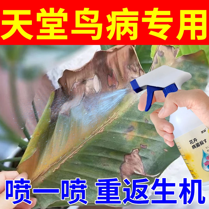 天堂鸟病害专用杀菌剂叶斑病炭疽病黄叶黄斑病肥天堂鸟专用肥料