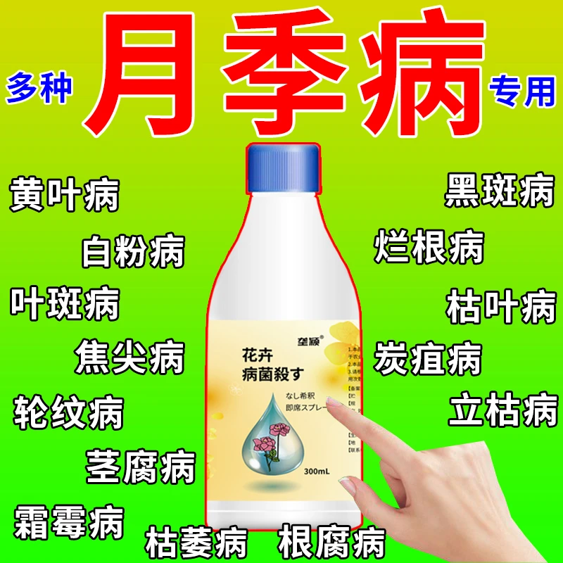 月季花营养液玫瑰专用杀菌剂黄叶病白粉病黑斑病烂根病通用叶面肥