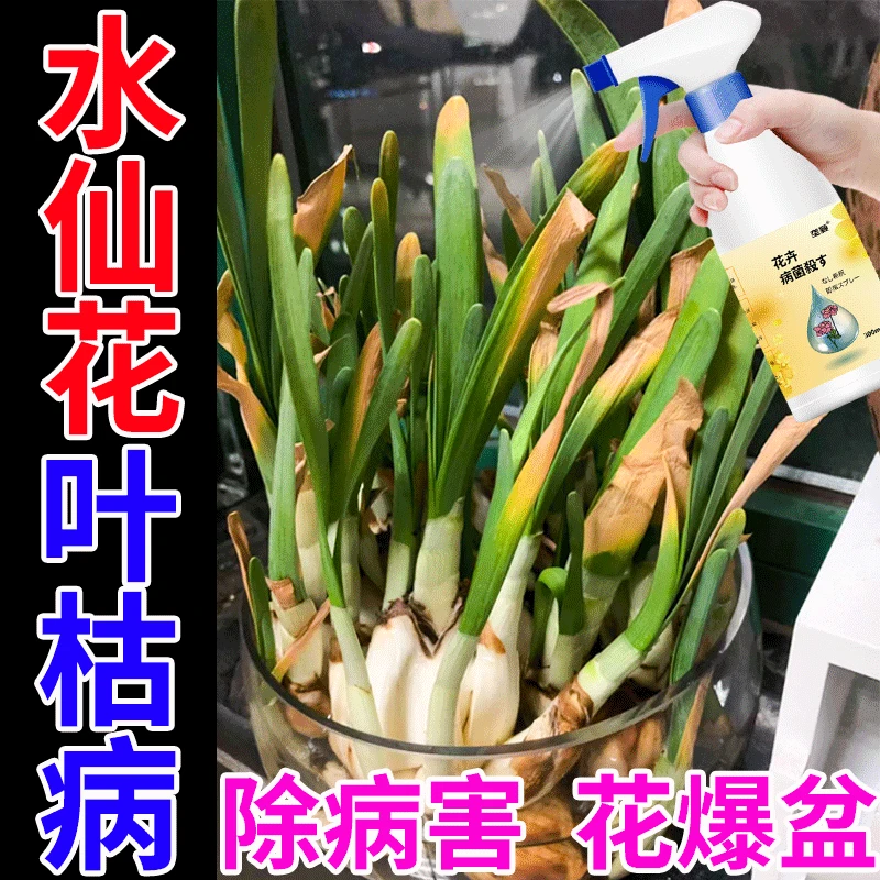 水仙花营养液防烂根黄叶茎腐不开花室内植物盆栽专用肥料免稀释