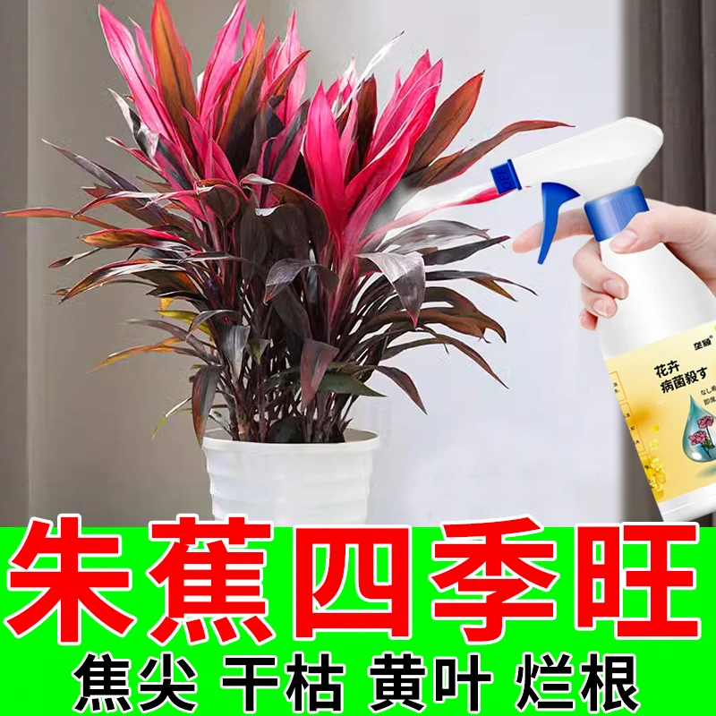 一喷四季旺】朱蕉专用营养液鸿运竹富贵竹防黄叶促生根家用液体肥