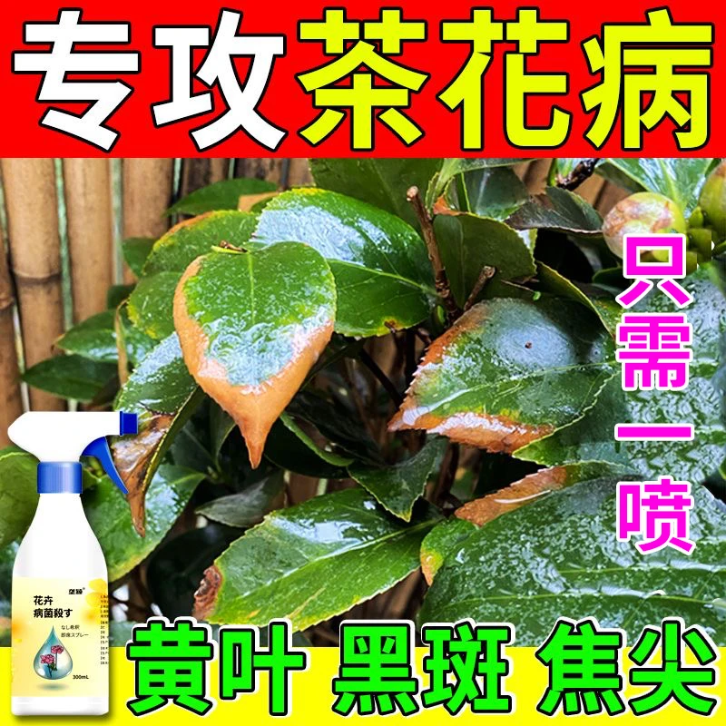 茶花病专用杀菌剂防治黄叶黑斑病叶枯病炭疽病掉花苞促开花营养液