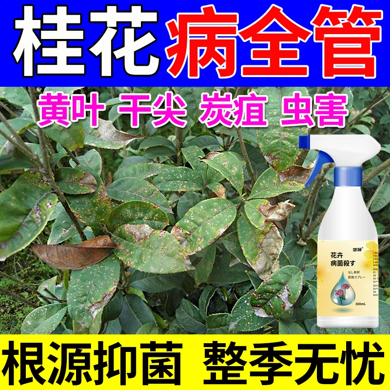 桂花肥料急救桂花枯叶病炭疽病黑斑病黄叶焦尖掉花苞专用杀菌剂