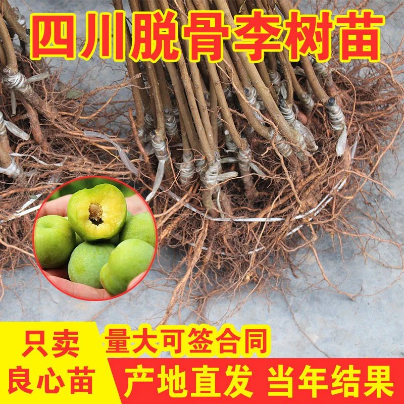 青脆李子树苗四川脱骨李脆红李五月脆苗南方种植 当年结果 特大苗