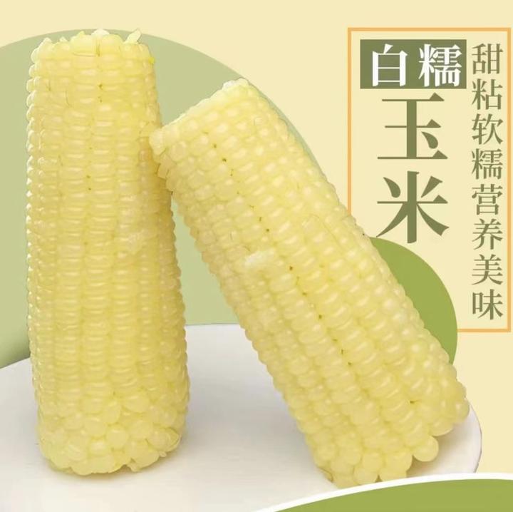 东北颗粒白糯玉米粘软糯香甜拉丝280g以上拍8+2发10只