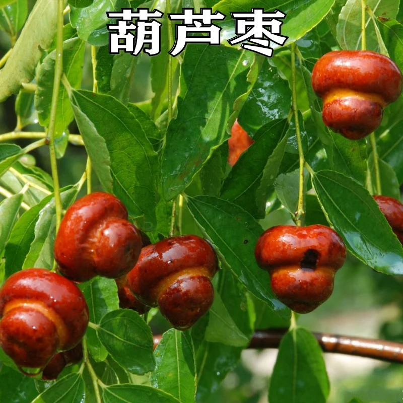 新品种特大果磨盘枣子树苗猴头枣葫芦枣树苗嫁接苗盆地栽当年结果