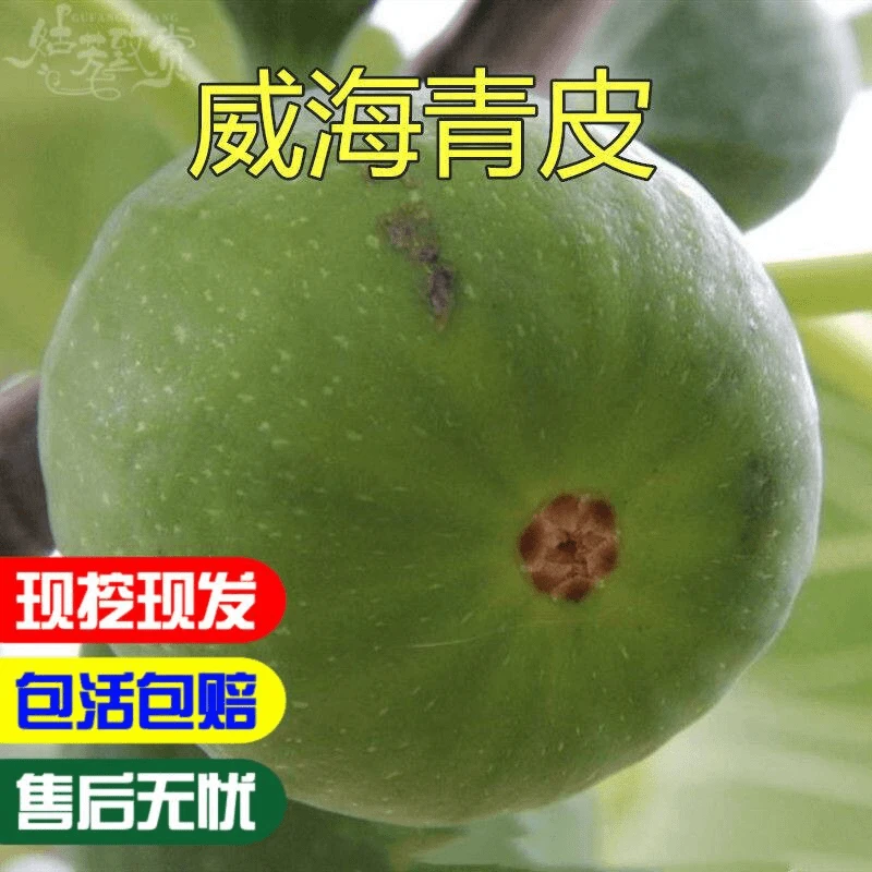 无花果苗 正宗威海青皮无花果树苗盆栽地栽南方北方种植包结果