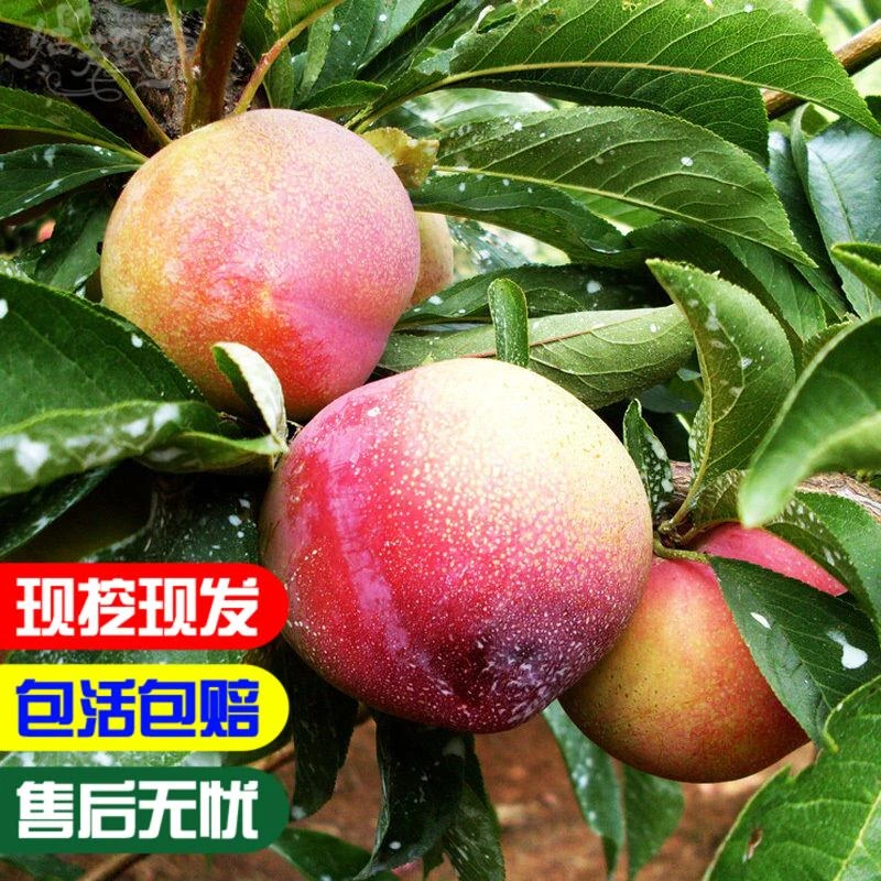 嫁接大红袍李子果树苗 青脆李 红心鸭蛋李 黑红布林 五月脆红心肉