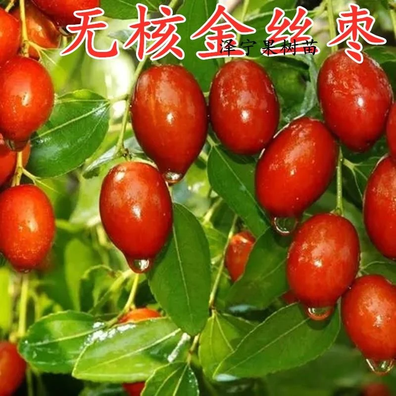 无核金丝小枣树苗南北方种植嫁接甜枣树活苗庭院盆栽地栽当年结果