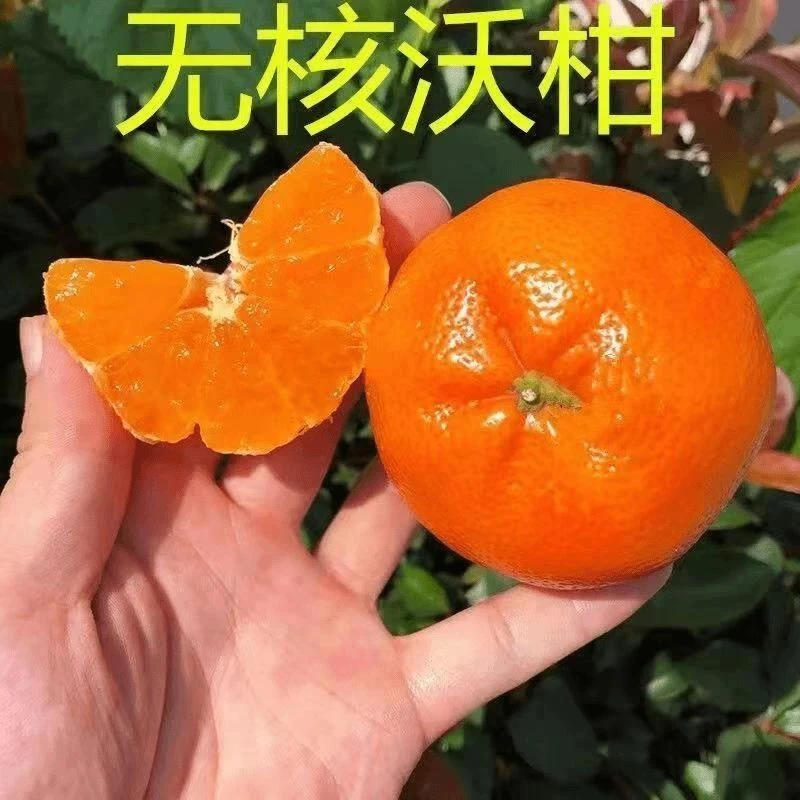 正宗广西091无核沃柑树苗无核沃柑橘子苗盆栽地栽嫁接苗桔子树苗