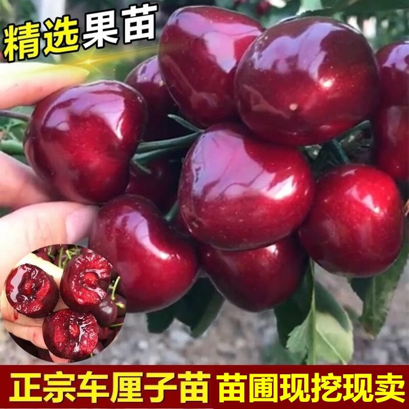 嫁接车厘子树苗矮化大樱桃树苖樱桃苗盆栽地栽当年结果果树果苗
