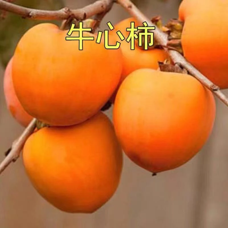 牛心柿子树苗活苗南北方庭院地栽种植阳台盆栽嫁接果树当年结果