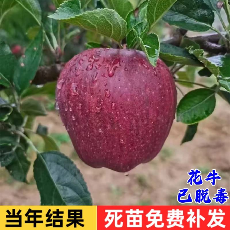 花牛苹果树苗南北方种植盆栽地栽阳台庭院嫁接特大苹果苗当年结果